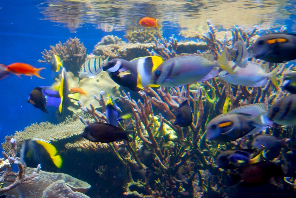 观赏水族场景